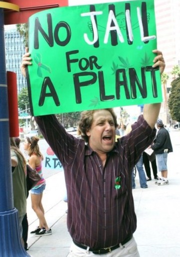 Marijuana No Jail for a Plant